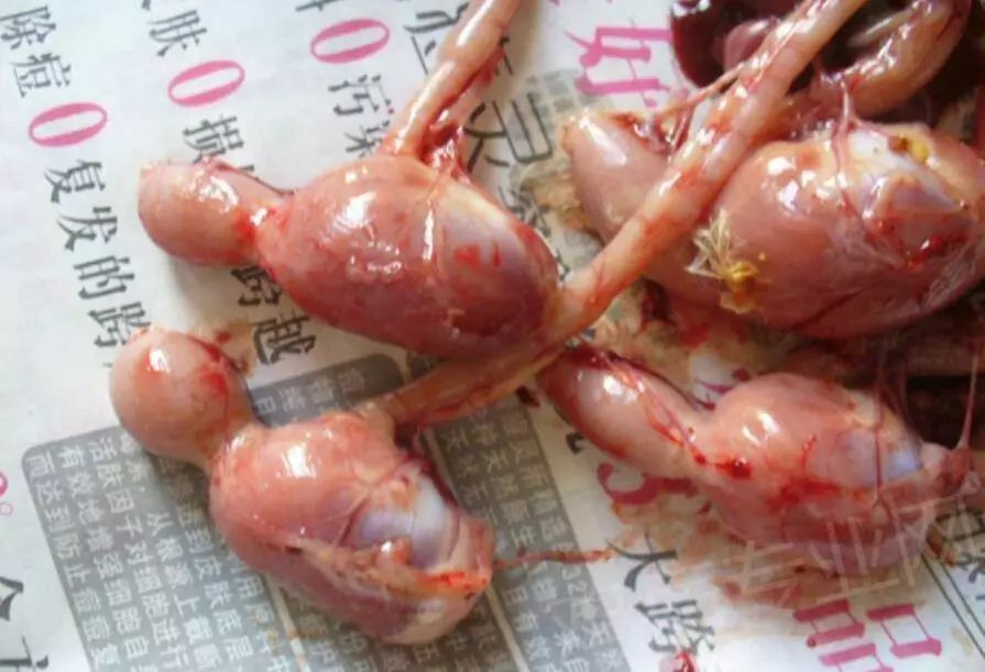 投入不到0.18元钱，比全程合同用药的用药成本还要低！却能多给你带来每只鸡5块钱利润！做肠胃的指导者