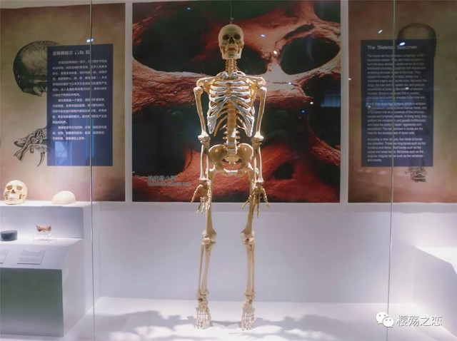 大连金石滩游记,玩转大连金石滩