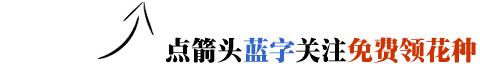 如何促进盆栽柠檬开花结果,盆栽柠檬几年开花结果