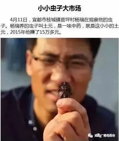 身价暴涨！威远农村这东西竟然卖300一斤？目前满地都是！