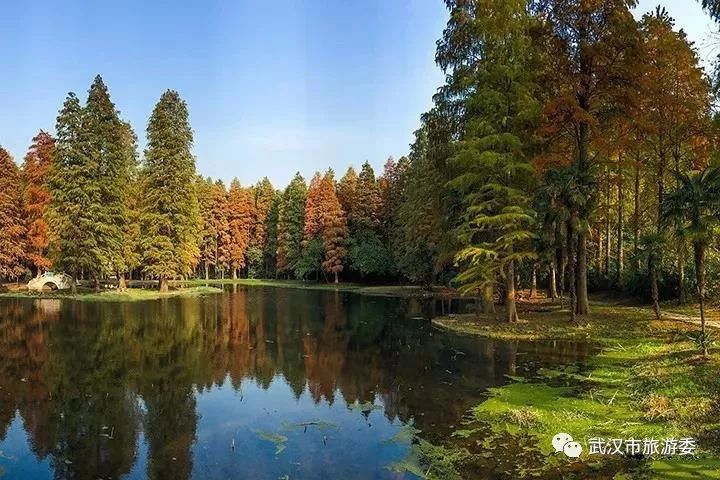 本周新鲜｜黄鹤楼新增入园神器，九真山秋景倒计时，红遍北上广的喜茶来啦！