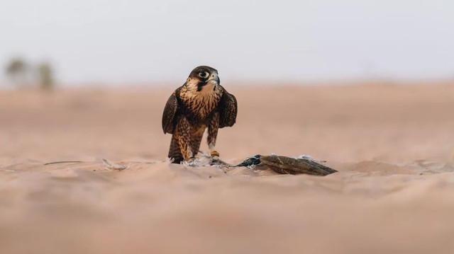 西厢房|沙漠中的极致野奢,每间都有私家泳池,羚羊会还会来泳池喝水