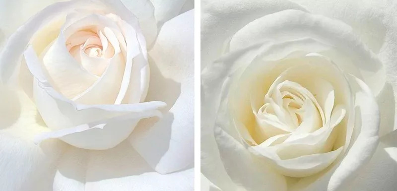 涓庣埍璞嗙殑浜插瘑浜掑姩,鍜岀埍璞嗕簰鍔ㄧ殑鐢滆湝鐬棿