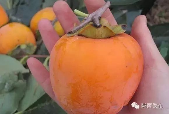 刚刚好!陇南的柿子红了,“柿”不可挡~