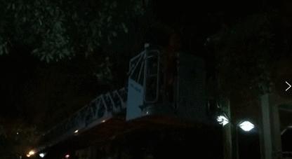 清溪一住宅小区藏了两个“足球窝”，上面爬满了马蜂