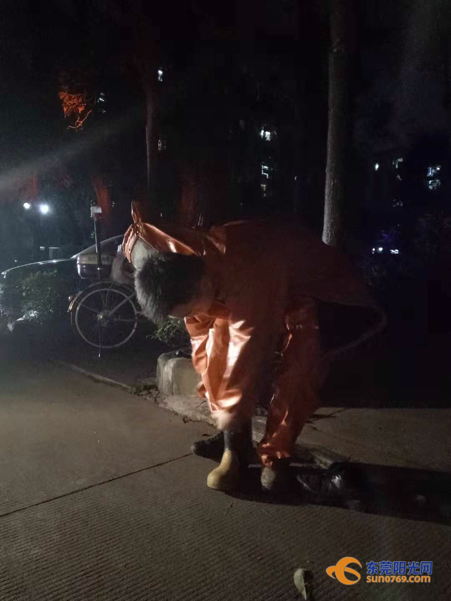 清溪找马蜂,东莞清溪马蜂