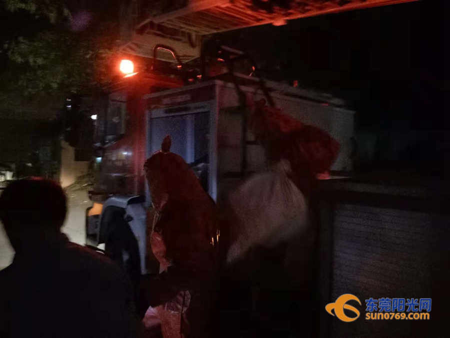 清溪找马蜂,东莞清溪马蜂