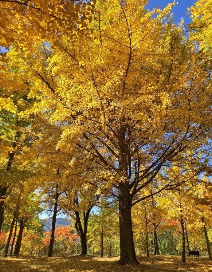 大风降雨降温你的秋裤准备好了吗,下周大风降温预报