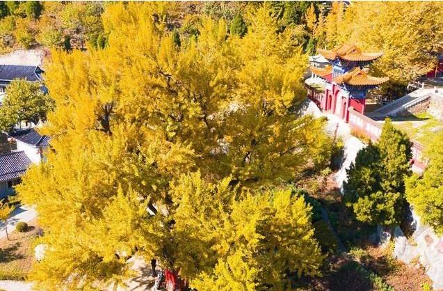 北方最大的银杏林在哪里,中国最大面积的银杏树林在哪里