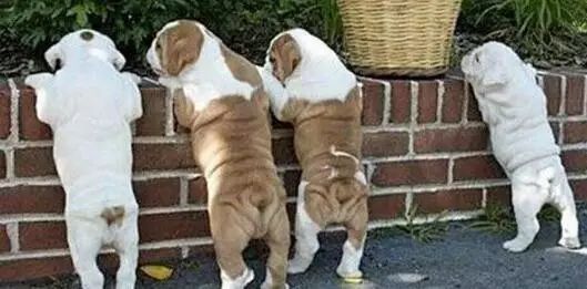 养宠小知识狗狗耳朵有螨虫的表现,养宠知识狗狗伤口怎么处理