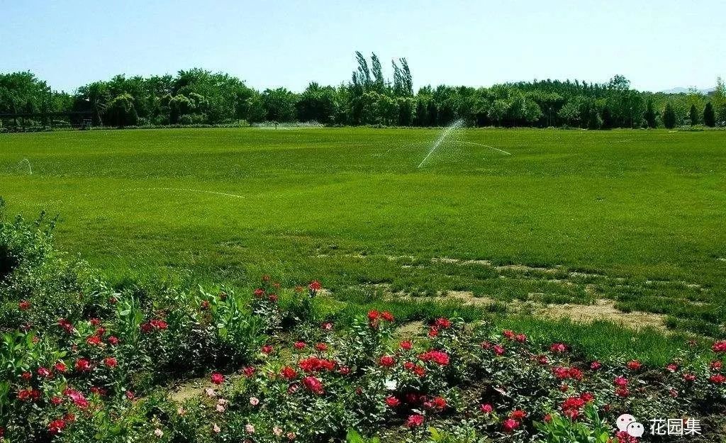 公园草坪怎么养护效果最好,公园草坪管理养护