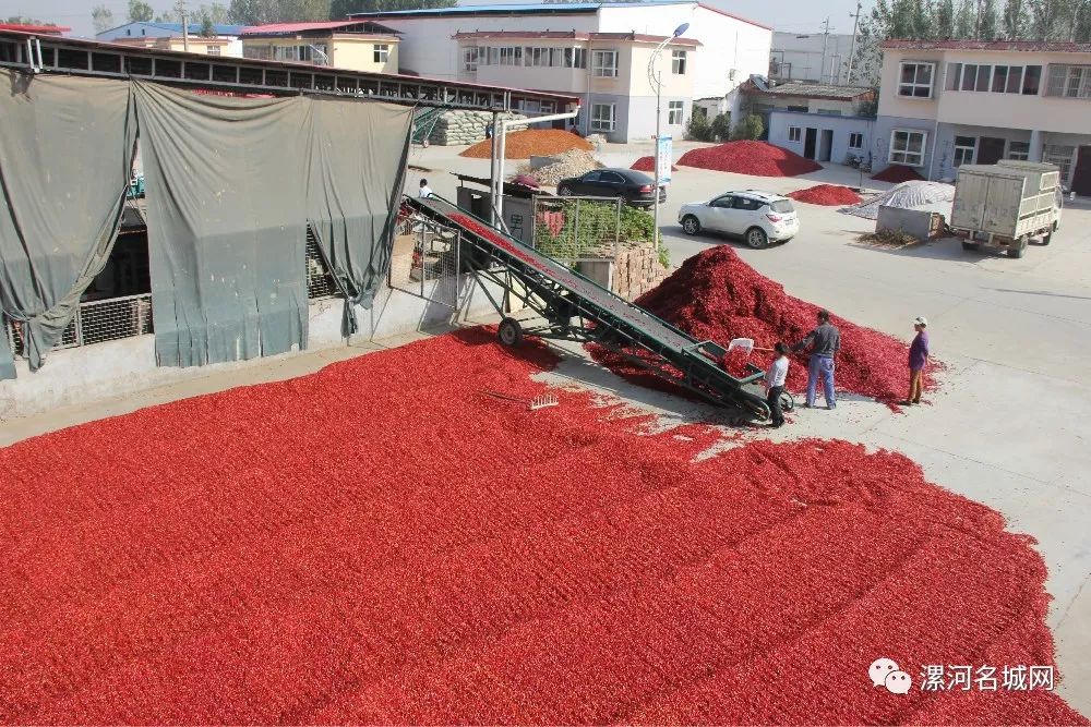 临颍王岗镇中国辣椒第一镇,临颍县辣椒基地