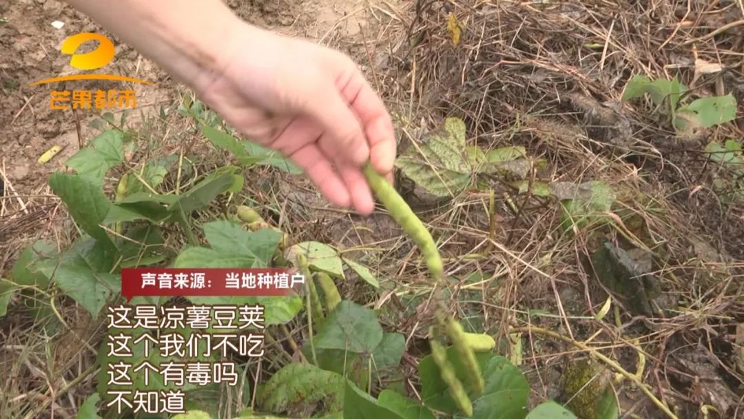 5岁小孩突然呕吐不止是什么原因,5岁的男孩呕吐像果冻