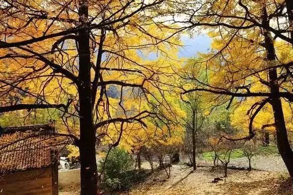 河南秋天红叶最美的地方有哪些,河南秋天最美红叶景区