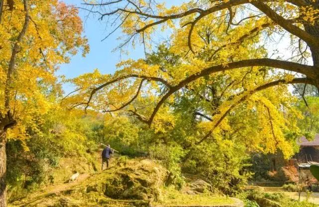 河南秋天红叶最美的地方有哪些,河南秋天最美红叶景区