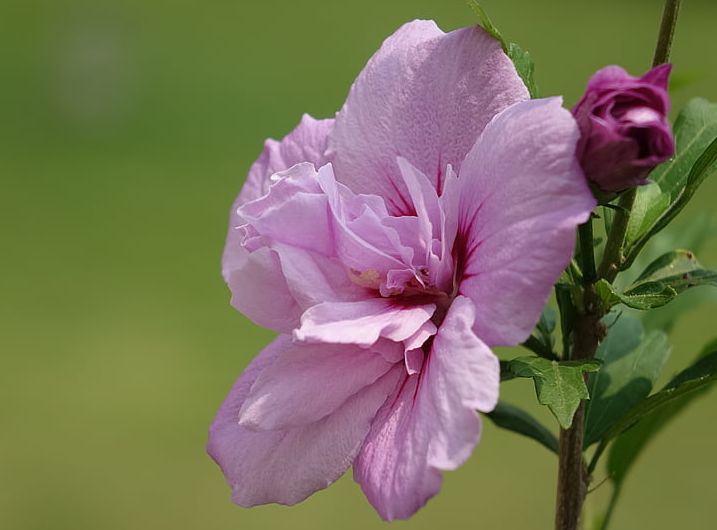 植物图鉴城市常见景观树,路边常见的植物