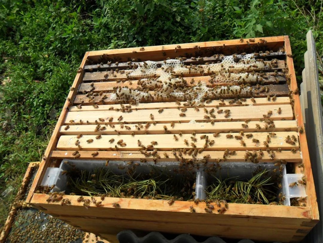 一条精选｜深山里的天然蜂巢蜜，可以解油腻的纯植物茶