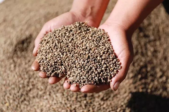 它被称“五谷之王”，泡水喝，清脂肪降三高，养生抗衰老！