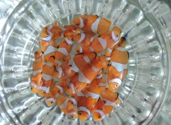 海水鱼得了白点病最快的治疗方法,鱼友分享鱼病大全