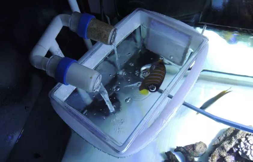 海水鱼得了白点病最快的治疗方法,鱼友分享鱼病大全