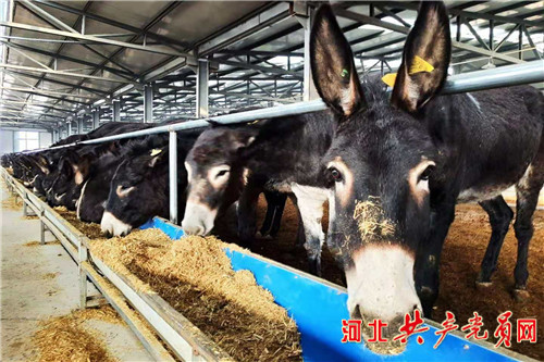 发展驴产业脱贫,阳原小毛驴生产