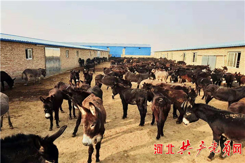 发展驴产业脱贫,阳原小毛驴生产