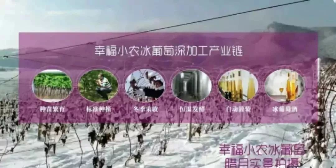 他用一块地做火2个产业，在冰葡萄田里把黑豆卖出4000万！