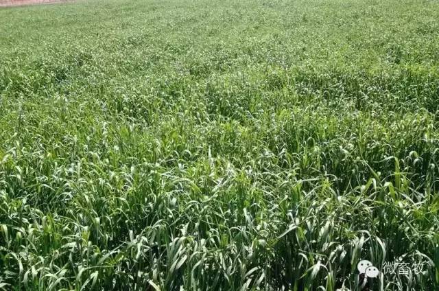 养羊喂什么饲料,养牛养羊什么时候喂食比较好