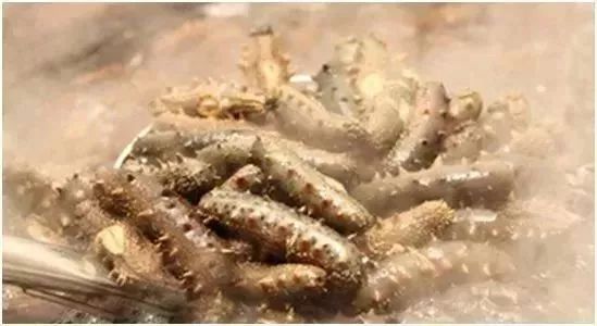 神奇的海参!女人不老、男人不虚,延年益寿,现在知道还不晚……