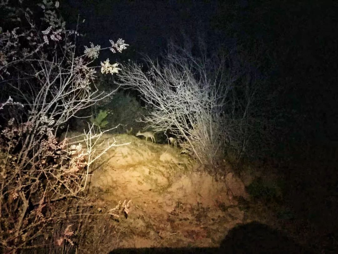 为什么救助狍子要用白布捂眼睛,救助狍子该送哪里