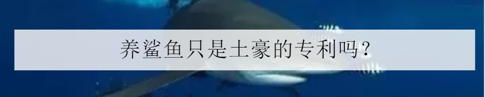 海水小百科—人字蝶