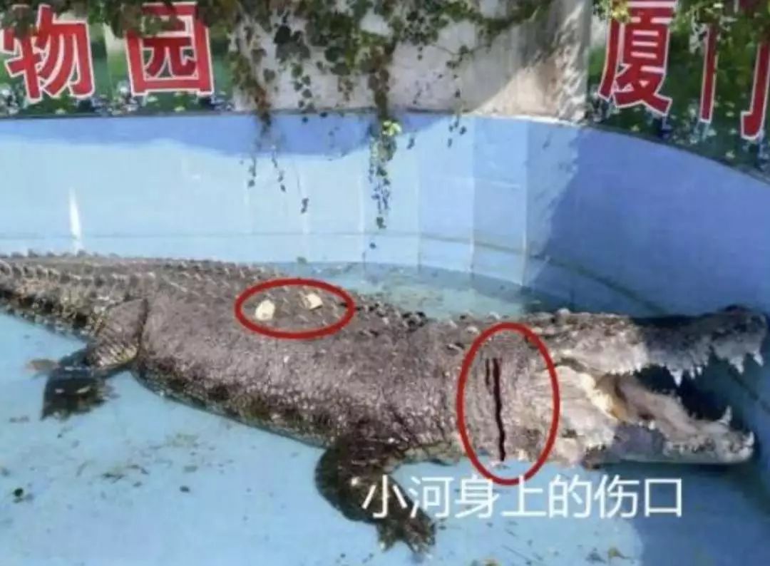 用石头砸鳄鱼,鳄鱼被石头砸伤真假