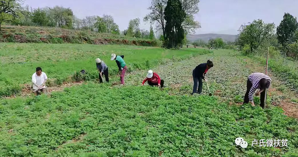 「攻坚聚焦」“菌廊药谷景线”这样的潘河你了解吗