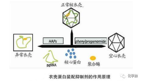 一文看懂乙肝病毒,一文读懂肝钙化灶