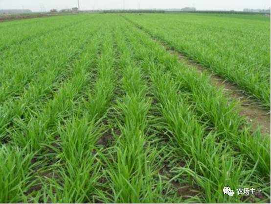 土地流转只是少数人的盛宴，大多数人都亏得惨不忍睹？！