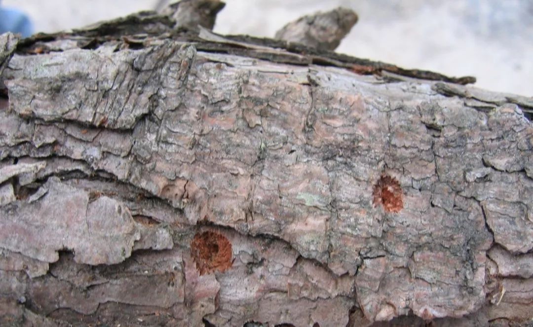 松材线虫病的防治措施有哪些,松材线虫病防控知识大全