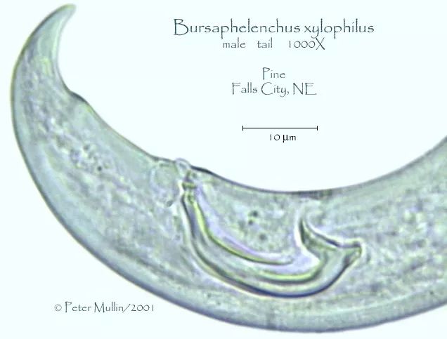 松材线虫病的防治措施有哪些,松材线虫病防控知识大全