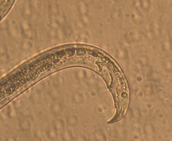 松材线虫病的防治措施有哪些,松材线虫病防控知识大全