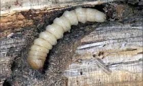 松材线虫病如何防治和处理,松材线虫病防治方法