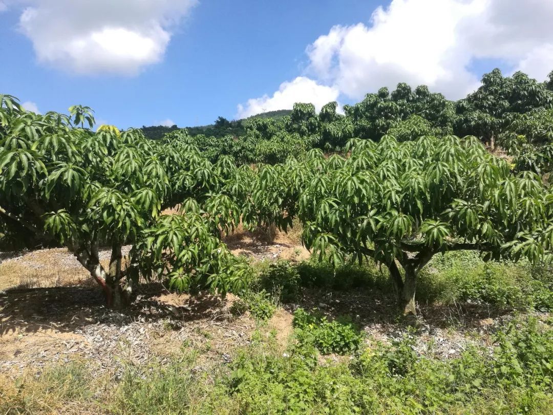 芒果催花卡壳解决方法,什么原因芒果催花失败