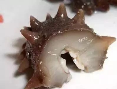 大连金三角海参批发市场海参价格,印尼海参好还是大连海参好