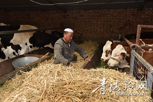 马娃有双既走路又干活的手