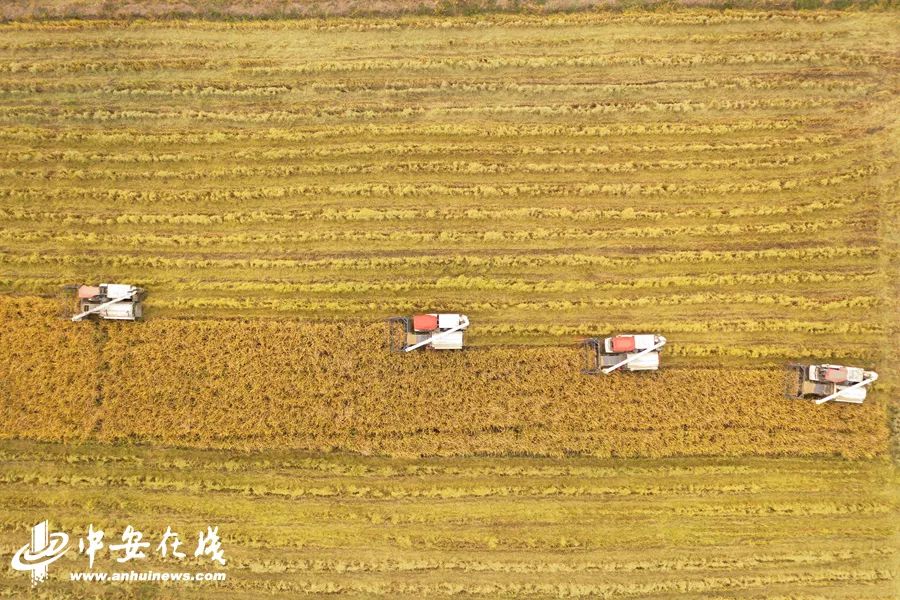 颍上庄台变身记：“穷洼地”逆袭成为“绿富美”