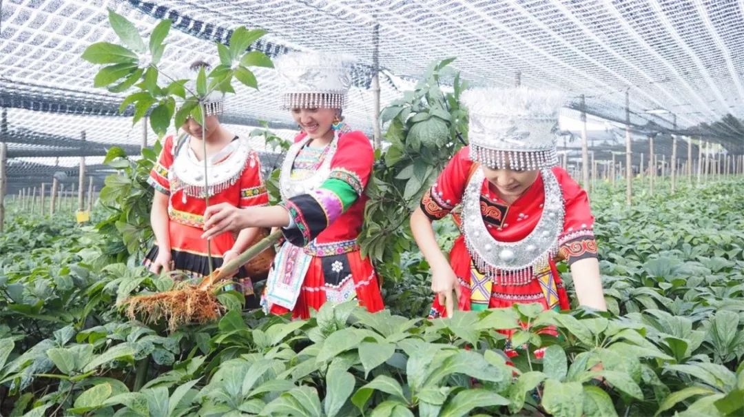 三七治疗慢性病怎么样,三七药材的真伪鉴别