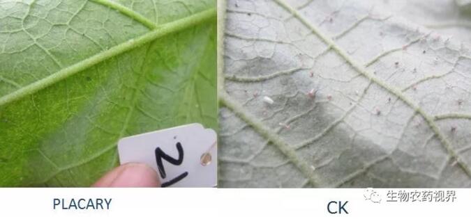新朝阳植物源杀螨剂“PLACARY（金螨意）”进军韩国有机农业市场
