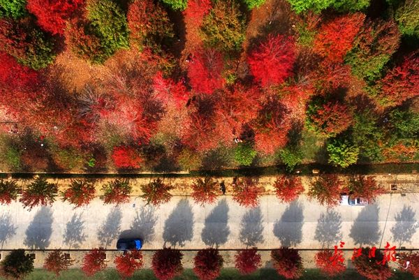 东湖水杉林武汉最美的秋色,航拍武汉风景