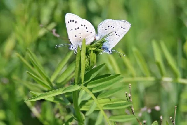 如果你也爱徒步？那你又多了一个理由爱上圣何塞