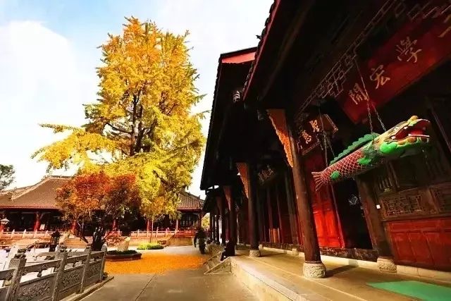 成都锦江边最漂亮的银杏,成都银杏美图