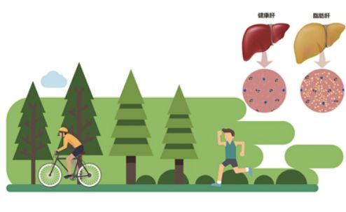 脂肪肝减肥太快对肝有影响吗,减肥能把脂肪肝治好吗