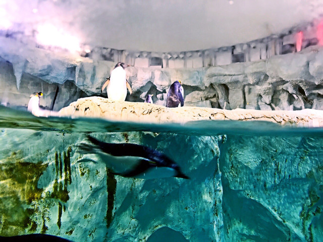 长隆珠海海洋王国网红打卡,珠海长隆海洋王国哪里买门票便宜